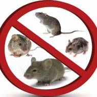 Від гризунів